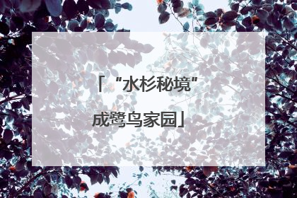 “水杉秘境”成鹭鸟家园