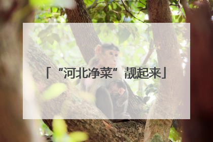 “河北净菜”靓起来