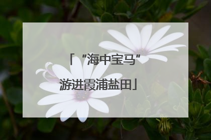 “海中宝马”游进霞浦盐田