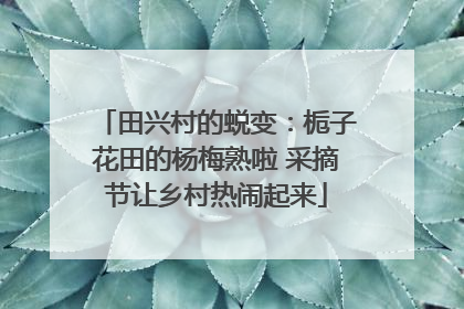田兴村的蜕变：栀子花田的杨梅熟啦 采摘节让乡村热闹起来