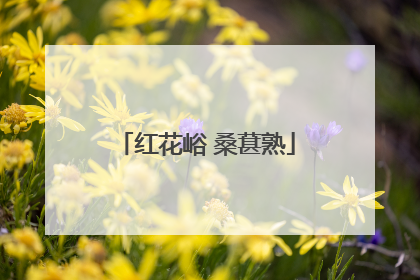 红花峪 桑葚熟
