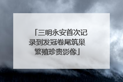 三明永安首次记录到发冠卷尾筑巢繁殖珍贵影像