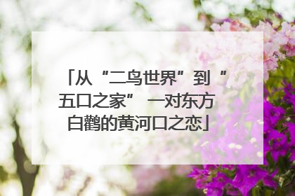 从“二鸟世界”到“五口之家” 一对东方白鹳的黄河口之恋