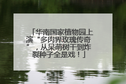 华南国家植物园上演“多肉界玫瑰传奇”，从呆萌树干到炸裂种子全是戏！