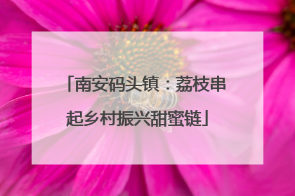 南安码头镇：荔枝串起乡村振兴甜蜜链
