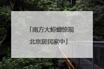 南方大蟑螂惊现北京居民家中