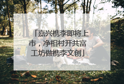 嘉兴槜李即将上市，净相村开共富工坊做槜李文创