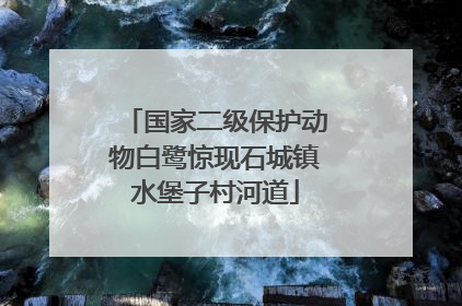 国家二级保护动物白鹭惊现石城镇水堡子村河道