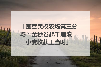 国营民权农场第三分场：金穗卷起千层浪 小麦收获正当时