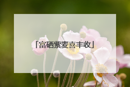 富硒紫麦喜丰收