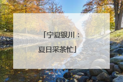 宁夏银川：夏日采茶忙