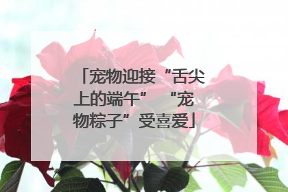 宠物迎接“舌尖上的端午” “宠物粽子”受喜爱