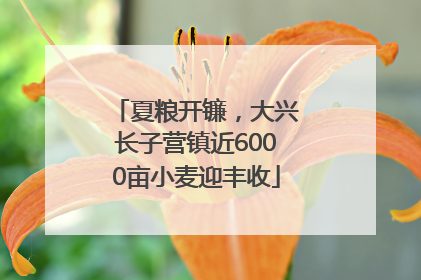 夏粮开镰，大兴长子营镇近6000亩小麦迎丰收