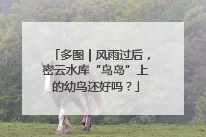 多图｜风雨过后，密云水库“鸟岛”上的幼鸟还好吗？