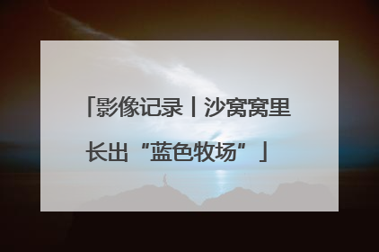 影像记录丨沙窝窝里长出“蓝色牧场”