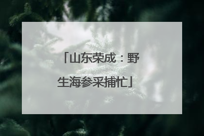 山东荣成：野生海参采捕忙