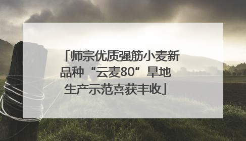 师宗优质强筋小麦新品种“云麦80”旱地生产示范喜获丰收