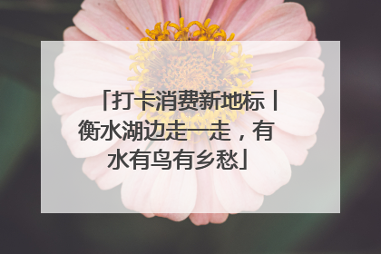 打卡消费新地标丨衡水湖边走一走，有水有鸟有乡愁