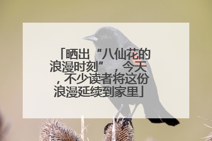 晒出“八仙花的浪漫时刻”，今天，不少读者将这份浪漫延续到家里