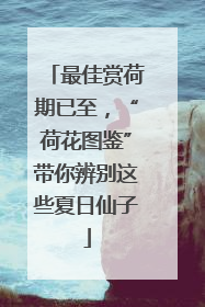 最佳赏荷期已至，“荷花图鉴”带你辨别这些夏日仙子