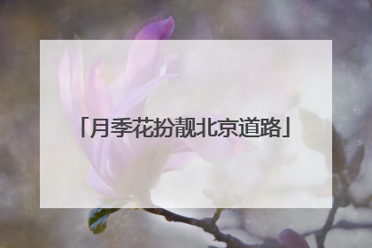 月季花扮靓北京道路