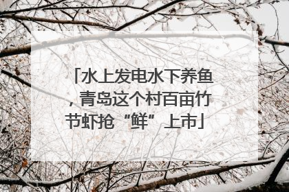 水上发电水下养鱼，青岛这个村百亩竹节虾抢“鲜”上市
