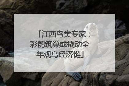 江西鸟类专家：彩鹮筑巢或撬动全年观鸟经济链