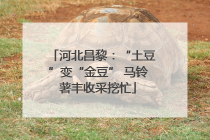 河北昌黎：“土豆”变“金豆” 马铃薯丰收采挖忙