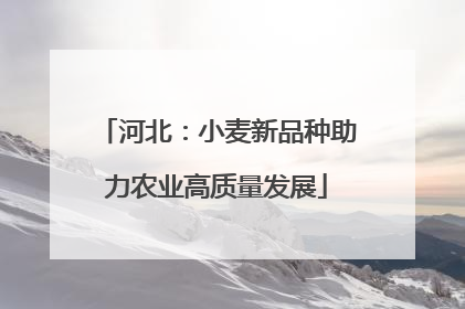 河北：小麦新品种助力农业高质量发展