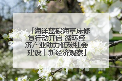 海洋蓝碳海草床修复行动开启 循环经济产业助力低碳社会建设丨新经济观察
