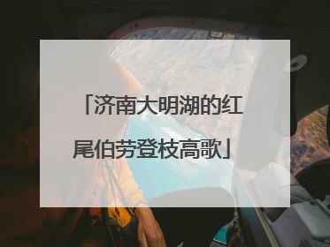 济南大明湖的红尾伯劳登枝高歌