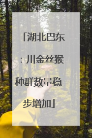 湖北巴东：川金丝猴种群数量稳步增加