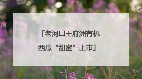 老河口王府洲有机西瓜“甜蜜”上市