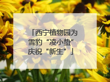 西宁植物园为雪豹“凌小蛰”庆祝“新生”