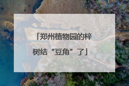 郑州植物园的梓树结“豆角”了