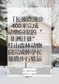 长颈鹿漫步400米完成动物园里的“非洲迁徙” 红山森林动物园完成怀孕长颈鹿步行转运
