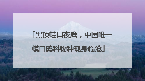 黑顶蛙口夜鹰，中国唯一蟆口鸱科物种现身临沧