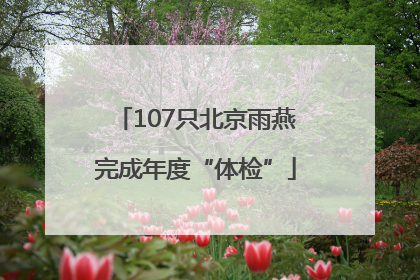 107只北京雨燕完成年度“体检”