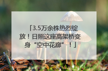 3.5万余株热烈绽放！日照这座高架桥变身“空中花廊”！
